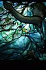 Tiffany Window